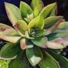 Succulent Plant - Paint By Number