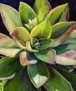 Succulent Plant - Paint By Number