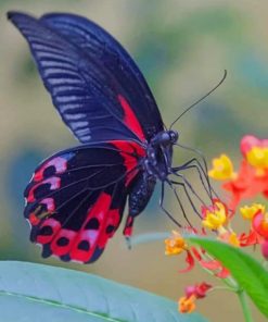 Swallowtail Butterfly – Insects Paint By Numbers
