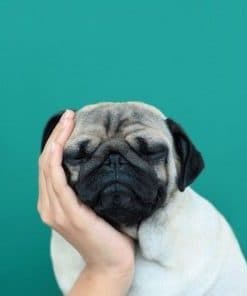 Tenderness Pug - Paint By Number