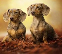 Two Dachshund Puppies - Paint By Numbers