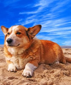 Welsh Corgi Dog - Paint By Numbers
