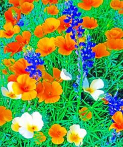 White And Orange Mexican Gold Poppies - Paint By Numbers