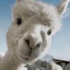 White Adorable Llama Paint by numbers