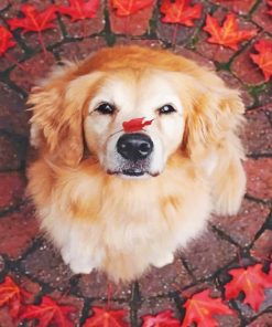 Aesthetic Golden Retiever – Paint By Number
