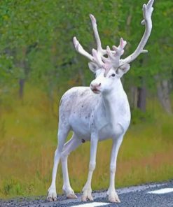 All White Reindeer - Paint By Number