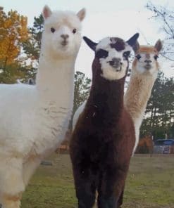 Alpaca And Llama – Animals Paint By Number