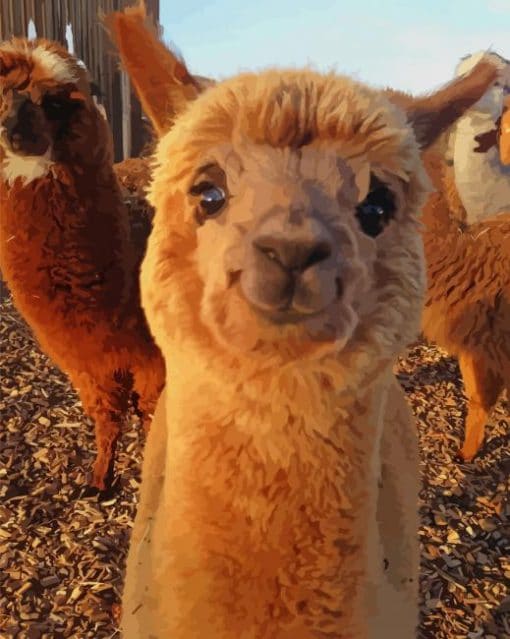 Alpaca Animal Smiling paint by numbers