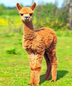 Alpaca Baby - Paint By Number