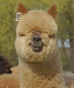 Alpaca Portrait - Paint By Number