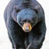 American Black Bear – Paint By Number