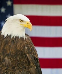 Eagle And American Flag - Paint By Numbers
