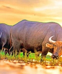 Asian Buffalo Paint by numbers