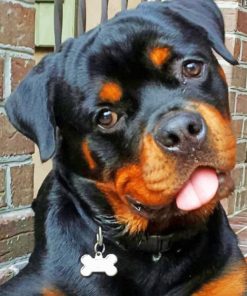 Baby Rottweiler paint by numbers