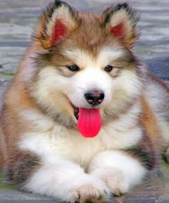 Baby Husky Paint by numbers