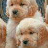 Baby Golden Retriever Dogs – Paint By Number