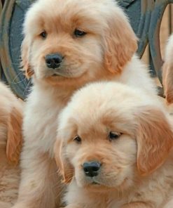Baby Golden Retriever Dogs – Paint By Number