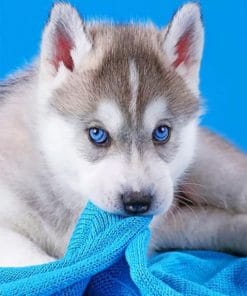 Baby Husky – Animals Paint By Number
