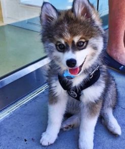 Baby Husky – Animals Paint By Number