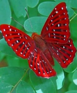 Beautiful Red Butterfly – Insects Paint By Numbers
