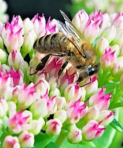 Bee On A Flower – Paint By Number
