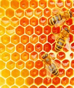Bees In The Hive – Paint By Number