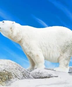 Big Polar Bear - Paint By Numbers
