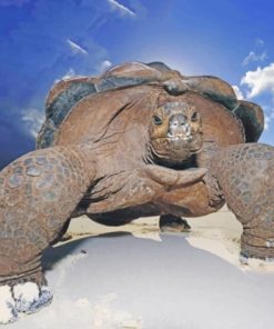 Big Tortoise - Paint By Numbers
