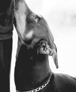Black And White Doberman – Paint By Number