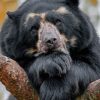 Black Bear – Paint By Number