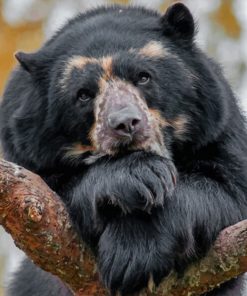 Black Bear – Paint By Number