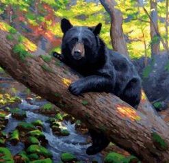 Black Bear – Paint By Number