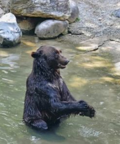 Black Bear Taking A Bath – Paint By Number