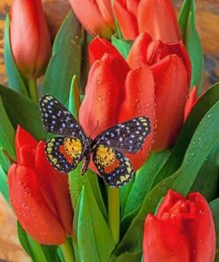 Black Butterfly – Insects Paint By Numbers