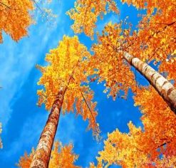 Blue Sky Autumn – Paint By Number