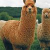 Brown Llamas Paint by numbebrs