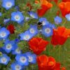 California Poppy Red Chief Flowers - Paint By Numbers