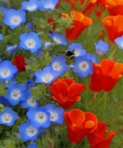 California Poppy Red Chief Flowers - Paint By Numbers