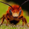 Close Up Honey Bee – Paint By Number