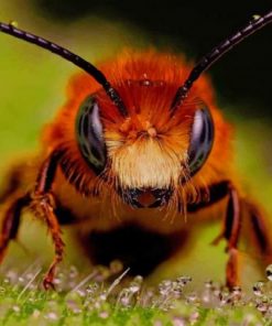Close Up Honey Bee – Paint By Number