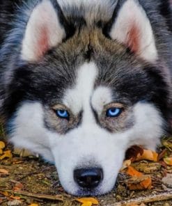 Close Up Husky – Animals Paint By Number