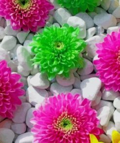 Colorful Flowers And Stones - Paint By Number
