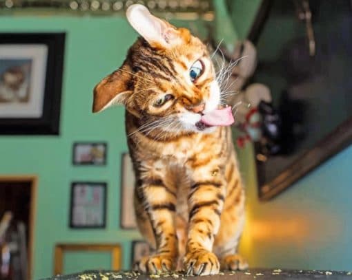 Funny Cat paint by numbers