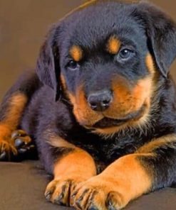 Cute Baby Rottweiler - Paint By Number
