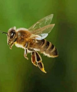 Cute Bee Flaying – Paint By Number