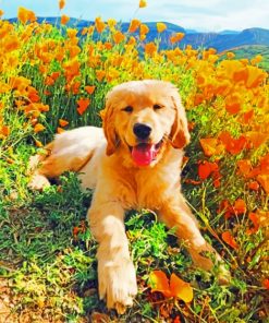 Cute Golden Retriever – Paint By Number