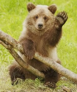 Cute Grizzly Bear – Animals Paint By Numbers