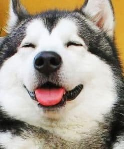 Cute Husky – Animals Paint By Number
