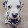 Dalmatian With Heart Nose - Paint By Numbers
