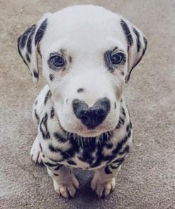 Dalmatian With Heart Nose - Paint By Numbers